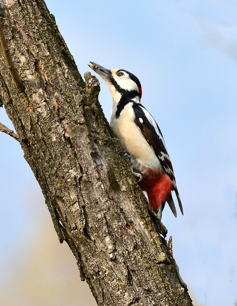 Picchio rosso maggiore
